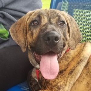 Meet your Posher, Abigail